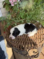 Mable, a female Shichon for sale in Tupelo, MS – 7 of 9
