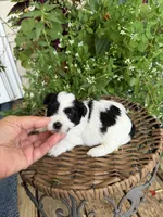 Mavis, a female Shichon for sale in Tupelo, MS – 3 of 7