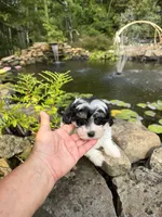 Lionel, a male Maltipoo for sale in Tupelo, MS – 3 of 7