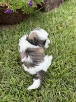 Tiny, a male Shichon for sale in Tupelo, MS – 2 of 6