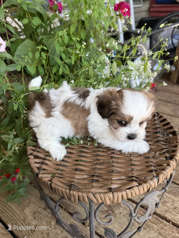 John Blue – Shichon puppy for sale in Tupelo, MS
