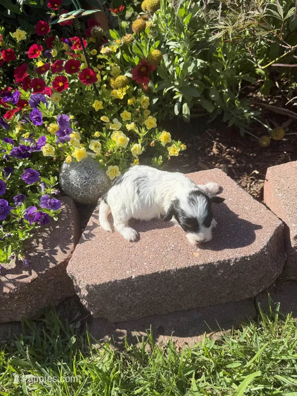 Lionel – Maltipoo puppy for sale in Tupelo, MS
