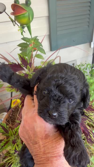 Precious , a female Poodle - Toy  for sale in Tupelo, MS – 5 of 5