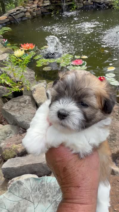 Rip, a male Shichon for sale in Tupelo, MS – 6 of 6