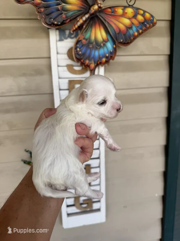 Sam – Maltese puppy for sale in Tupelo, MS