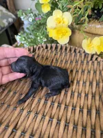 Clint, a male Maltipoo for sale in Tupelo, MS – 3 of 4