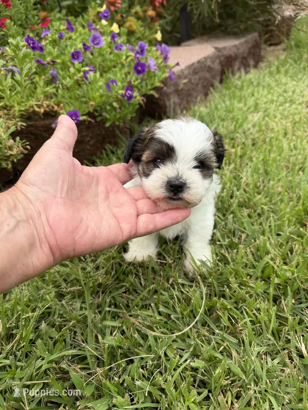 Betty – Shichon puppy for sale in Tupelo, MS