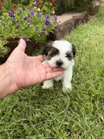 Betty, a female Shichon for sale in Tupelo, MS – 1 of 9