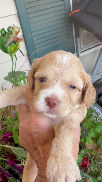 Walker, a male Cockapoo for sale in Tupelo, MS – 6 of 6
