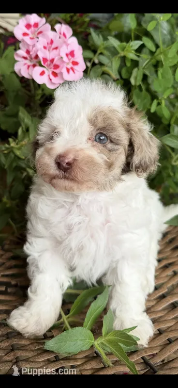 Rod – Maltipoo puppy for sale in Tupelo, MS