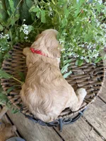 Walker, a male Cockapoo for sale in Tupelo, MS – 4 of 6