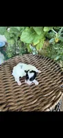 Lionel, a male Maltipoo for sale in Tupelo, MS – 6 of 7