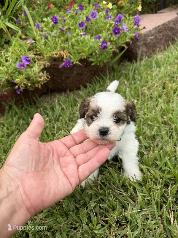 John Blue – Shichon puppy for sale in Tupelo, MS