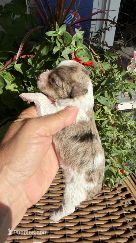 Motley  – Maltipoo puppy for sale in Tupelo, MS