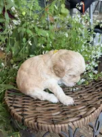 Jimmy, a male Cockapoo for sale in Tupelo, MS – 4 of 6