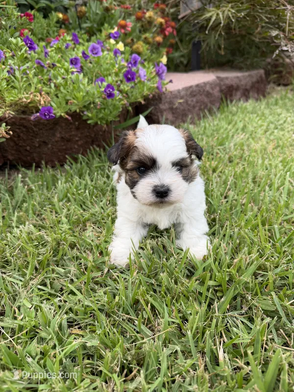 Davie Gray – Shichon puppy for sale in Tupelo, MS