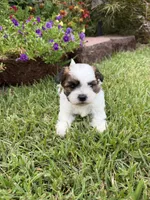 Davie Gray, a male Shichon for sale in Tupelo, MS – 1 of 5