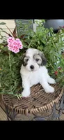 Adam, a male Maltipoo for sale in Tupelo, MS – 1 of 7