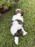 Betty, a female Shichon for sale in Tupelo, MS – 8 of 9