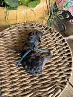 Petter, a male Poodle - Toy  for sale in Tupelo, MS – Photo 3 of 3