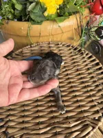 Petter, a male Poodle - Toy  for sale in Tupelo, MS – Photo 2 of 3