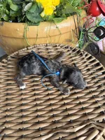 Petter, a male Poodle - Toy  for sale in Tupelo, MS – Photo 1 of 3