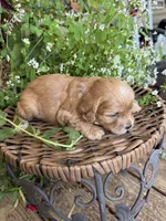 Jake , a male Cockapoo for sale in Tupelo, MS – 5 of 7