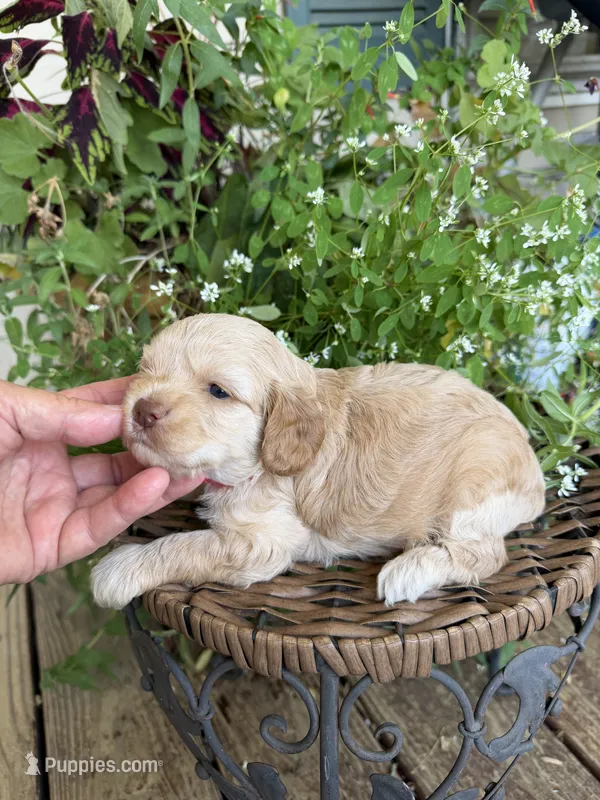Tetter – Cockapoo puppy for sale in Tupelo, MS