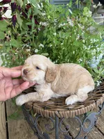 Tetter, a female Cockapoo for sale in Tupelo, MS – 1 of 7