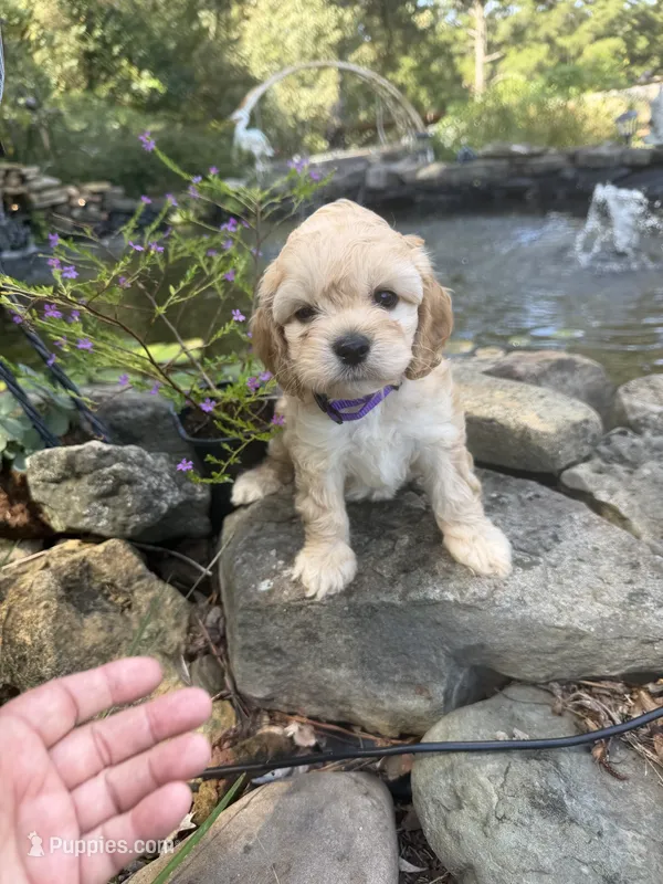 Evelyn – Cockapoo puppy for sale in Tupelo, MS