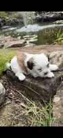 Beth, a female Shichon for sale in Tupelo, MS – 6 of 6