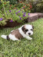 Davie Gray, a male Shichon for sale in Tupelo, MS – 4 of 5