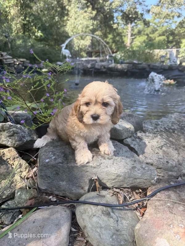 Sarah – Cockapoo puppy for sale in Tupelo, MS