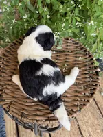 Mable, a female Shichon for sale in Tupelo, MS – 2 of 9