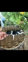Ozzie, a male Maltipoo for sale in Tupelo, MS – 7 of 7