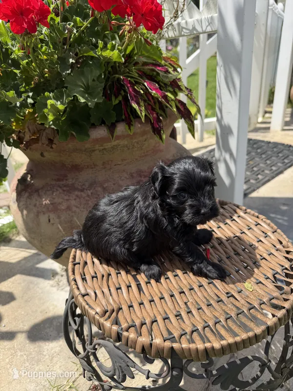 Loretta  – Maltipoo puppy for sale in Tupelo, MS
