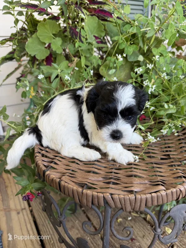 Ricky – Shichon puppy for sale in Tupelo, MS