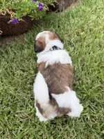 Davie Gray, a male Shichon for sale in Tupelo, MS – 2 of 5