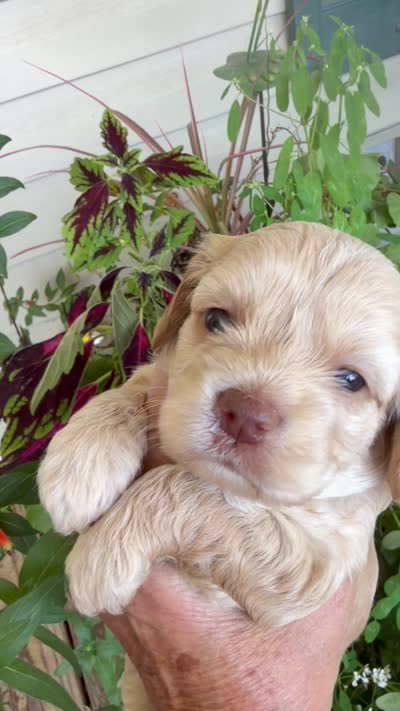 Tetter, a female Cockapoo for sale in Tupelo, MS – 4 of 7