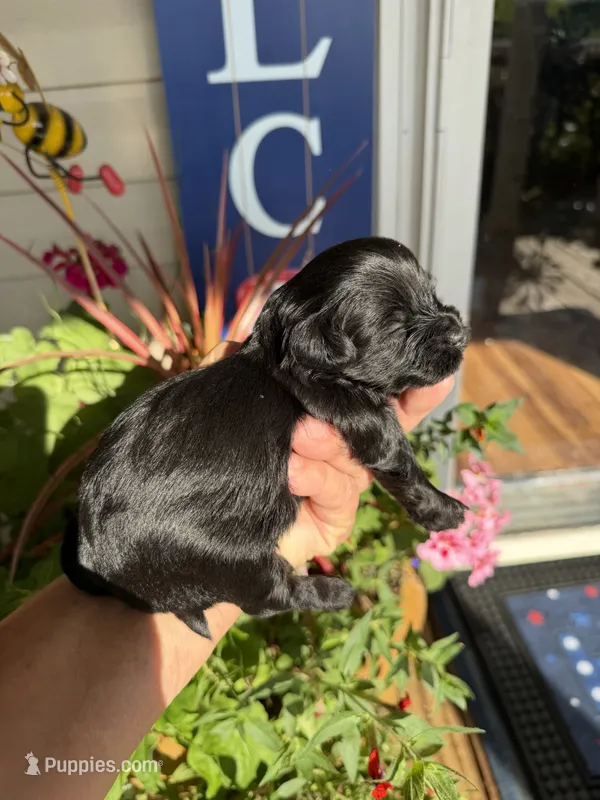 Loretta  – Maltipoo puppy for sale in Tupelo, MS