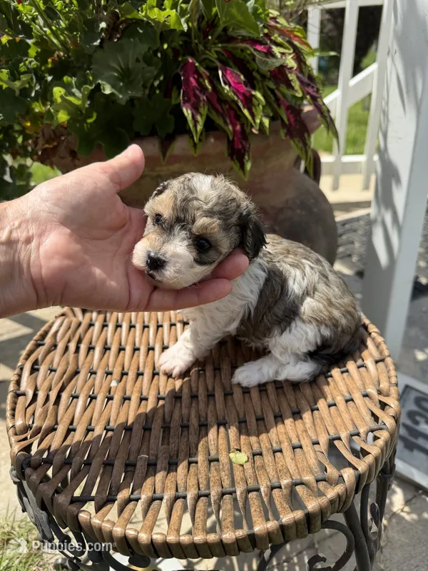 George – Maltipoo puppy for sale in Tupelo, MS