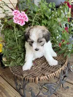 Adam, a male Maltipoo for sale in Tupelo, MS – 2 of 7