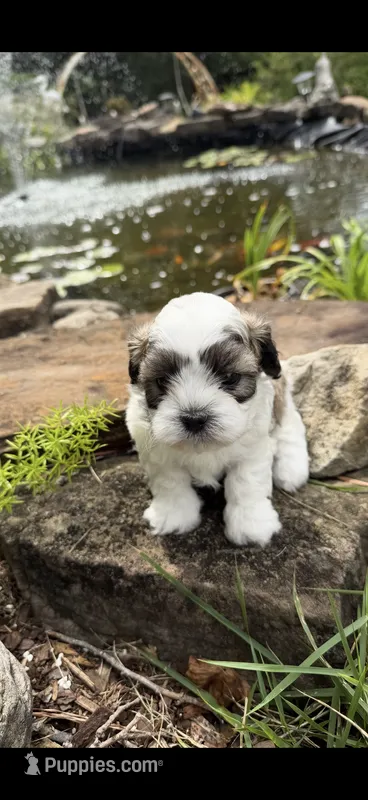 Loyd – Shichon puppy for sale in Tupelo, MS