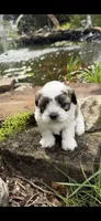 Loyd, a male Shichon for sale in Tupelo, MS – 1 of 6