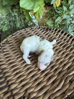 Rod, a male Maltipoo for sale in Tupelo, MS – 2 of 7