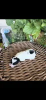 Lionel, a male Maltipoo for sale in Tupelo, MS – 7 of 7