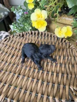 Clint, a male Maltipoo for sale in Tupelo, MS – 4 of 4