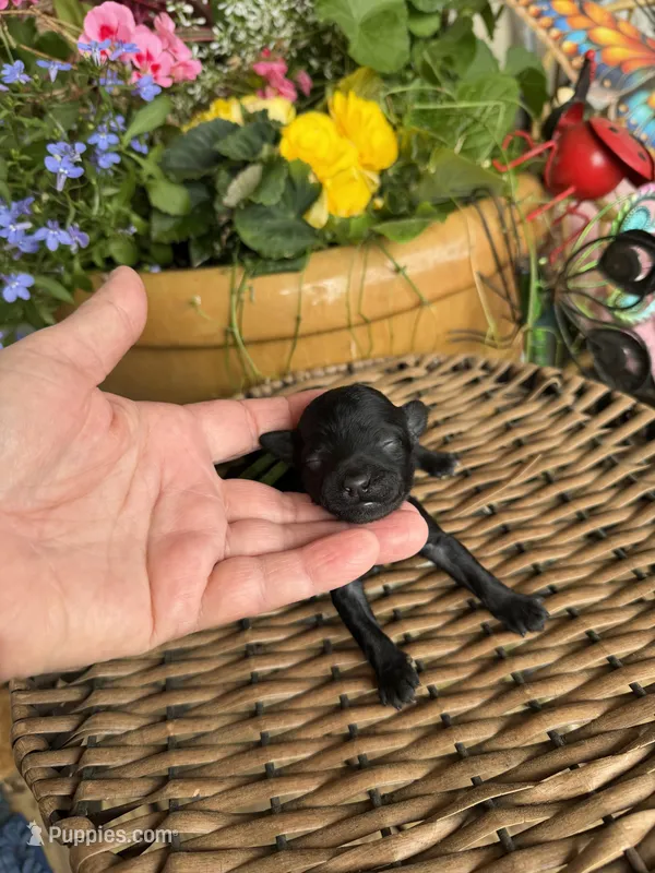 Gary – Poodle - Toy  puppy for sale in Tupelo, MS