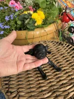 Gary, a male Poodle - Toy  for sale in Tupelo, MS – Photo 1 of 5