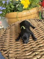 Gary, a male Poodle - Toy  for sale in Tupelo, MS – Photo 3 of 5